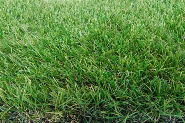 תמונה 2  דשא סינטטי - פשוט ירוק - Napa